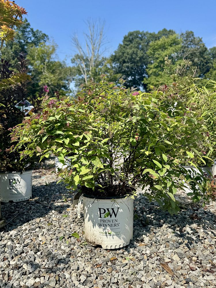 spiraea-japonica-smnsjmfr-double-play-reg-red-spiraea