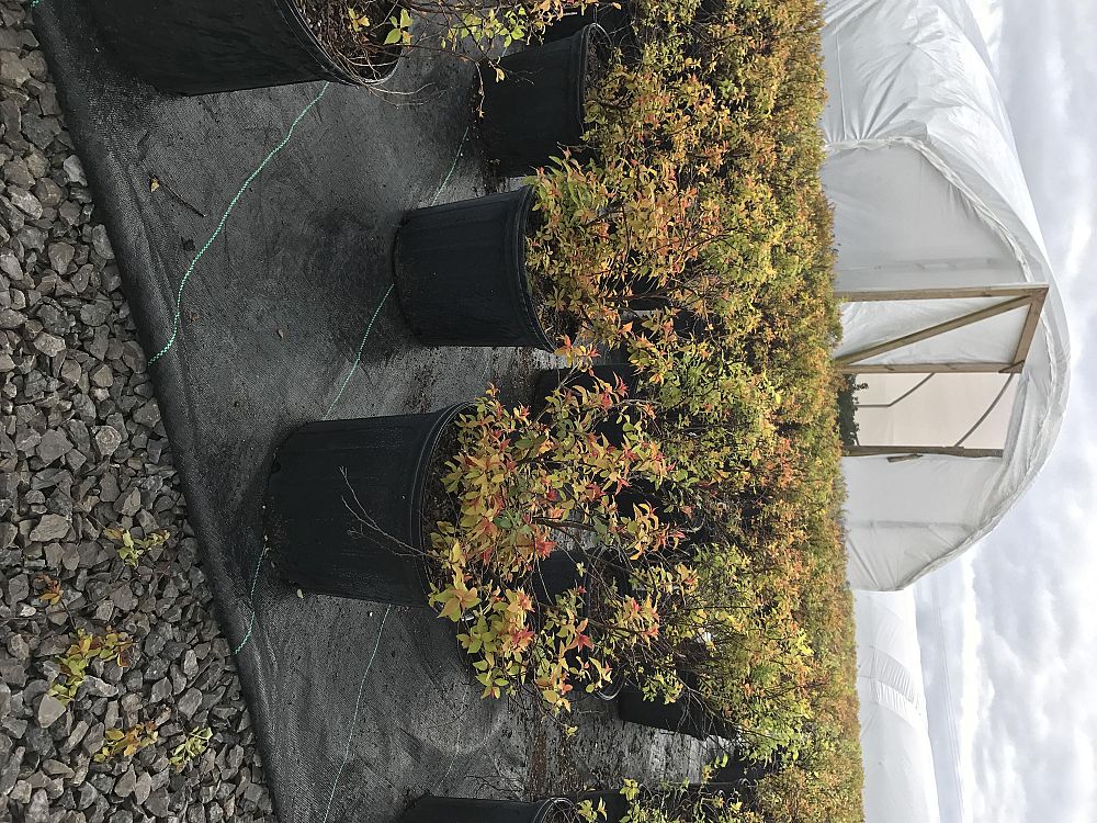 spiraea-japonica-walbuma-japanese-spirea-magic-carpet