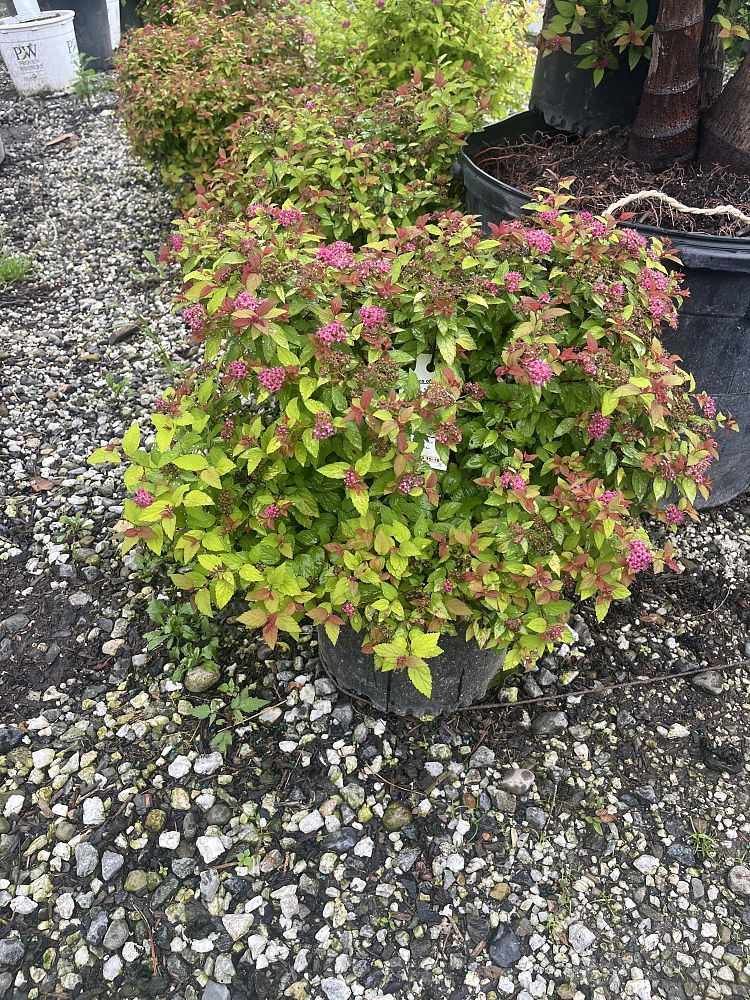 spiraea-japonica-walbuma-japanese-spirea-magic-carpet