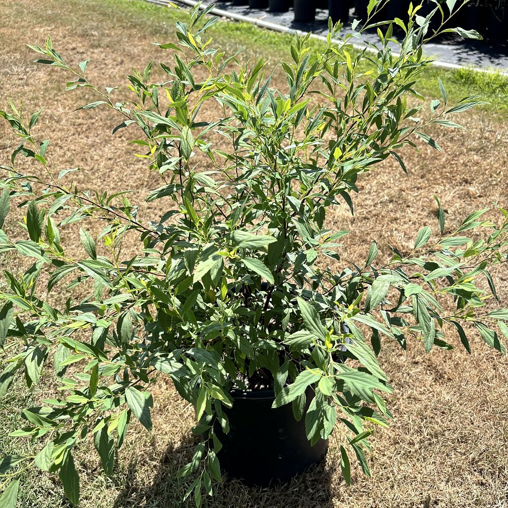 spiraea-prunifolia-bridal-wreath-spirea-shoe-button-spirea