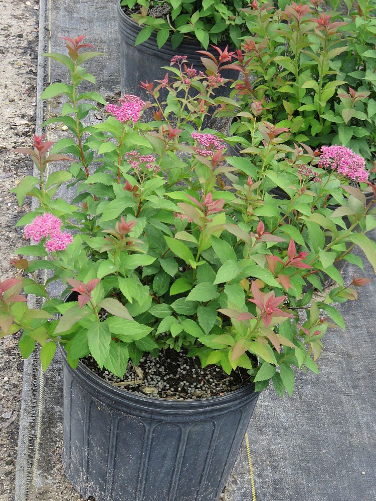 spiraea-x-bumalda-anthony-waterer-bumald-spirea