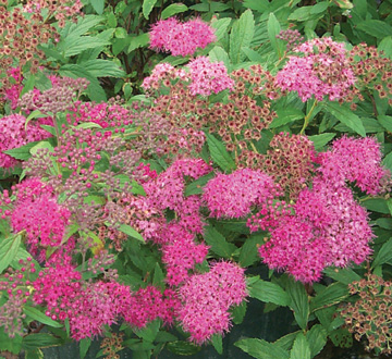 spiraea-x-bumalda-anthony-waterer-bumald-spirea