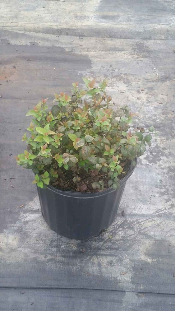 spiraea-x-bumalda-anthony-waterer-bumald-spirea