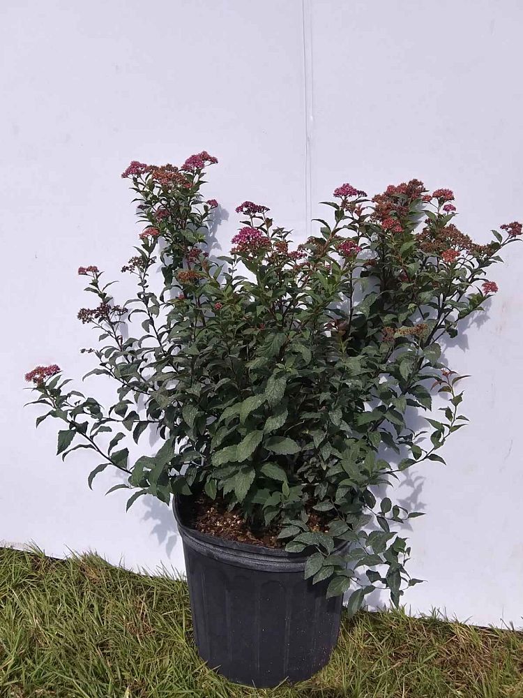 spiraea-x-bumalda-anthony-waterer-bumald-spirea