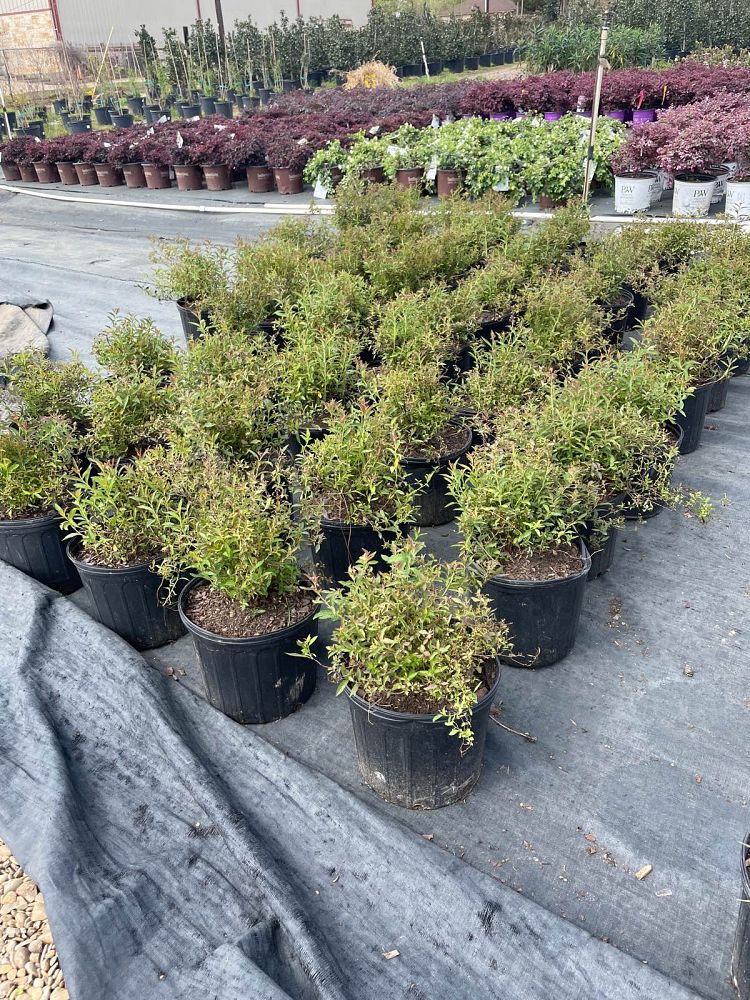 spiraea-x-bumalda-anthony-waterer-bumald-spirea