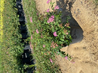 spiraea-x-bumalda-anthony-waterer-bumald-spirea