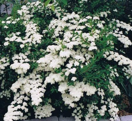 spiraea-x-vanhouttei-vanhoutte-spirea