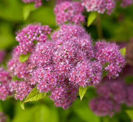 spirea-japonica-minspil04-little-spark-reg-spiraea