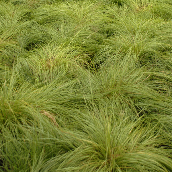 sporobolus-heterolepis-prairie-dropseed