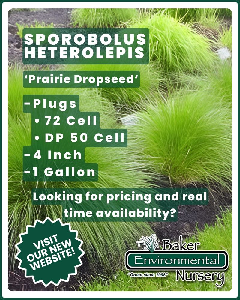 sporobolus-heterolepis-prairie-dropseed