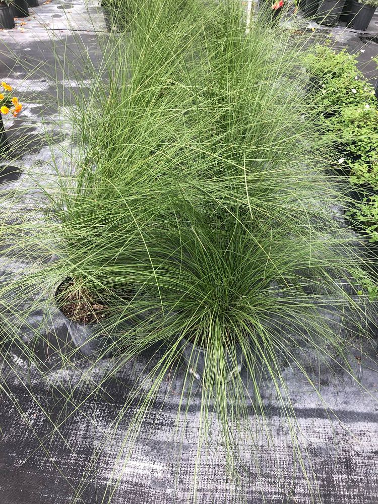 sporobolus-heterolepis-prairie-dropseed
