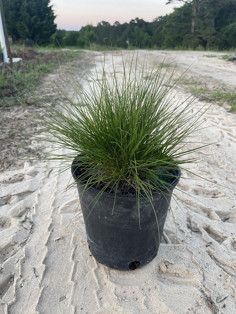 sporobolus-heterolepis-prairie-dropseed