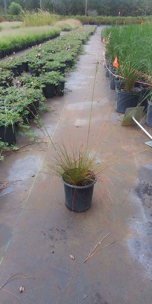 sporobolus-junceus-pineywoods-dropseed-pineland-dropseed