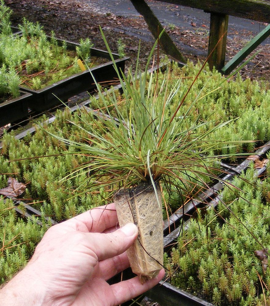 sporobolus-junceus-pineywoods-dropseed-pineland-dropseed