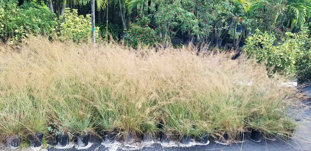 sporobolus-junceus-pineywoods-dropseed-pineland-dropseed