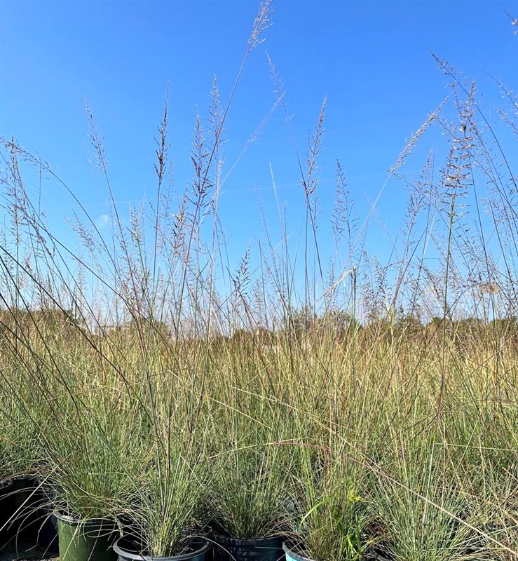 sporobolus-junceus-pineywoods-dropseed-pineland-dropseed