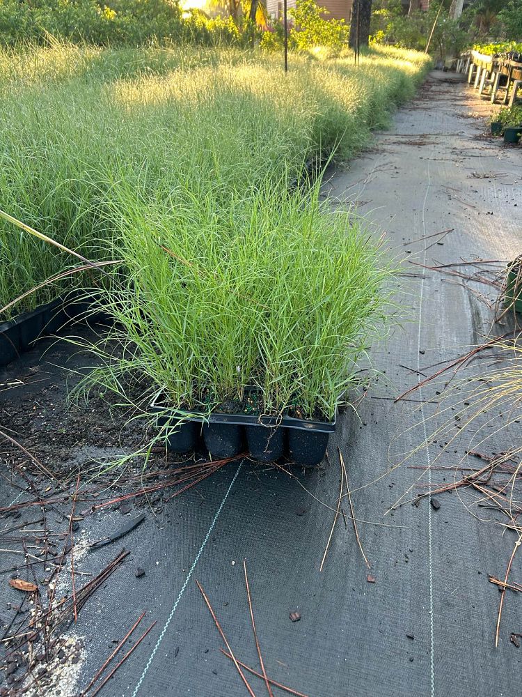sporobolus-virginicus-seashore-dropseed