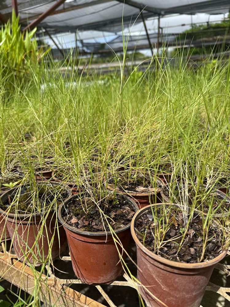 sporobolus-virginicus-seashore-dropseed