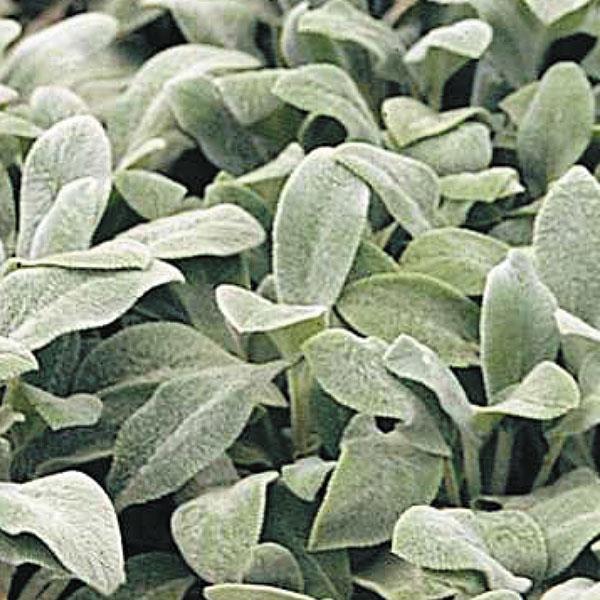 stachys-byzantina-helen-von-stein-lamb-s-ears