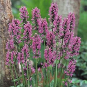 stachys-monieri-hummelo-lamb-s-ears