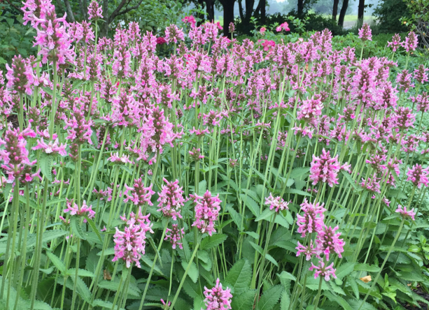 stachys-officinalis-pink-cotton-candy-bishopswort-lousewort-wood-betony-betony