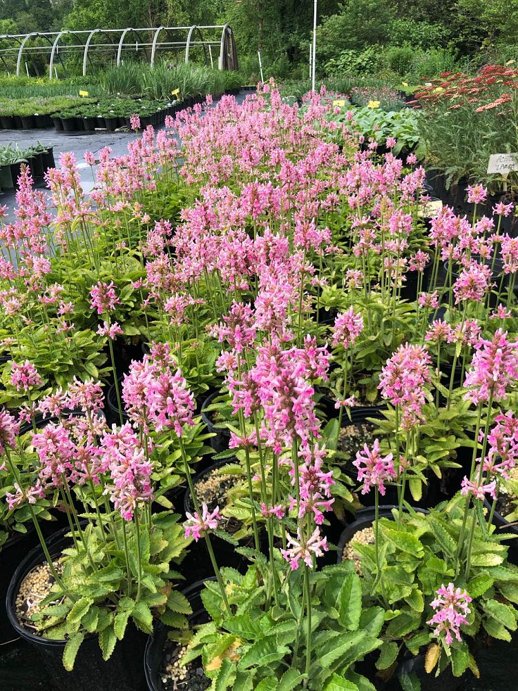 stachys-officinalis-pink-cotton-candy-bishopswort-lousewort-wood-betony-betony