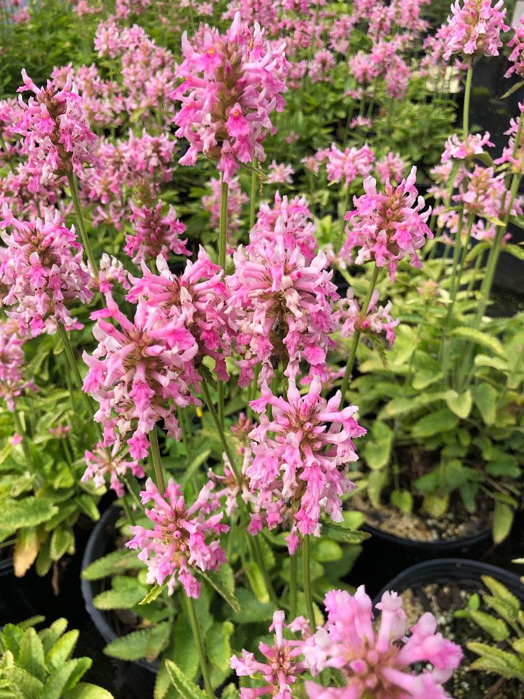 stachys-officinalis-pink-cotton-candy-bishopswort-lousewort-wood-betony-betony
