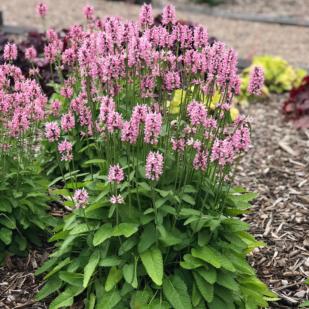 stachys-summer-crush