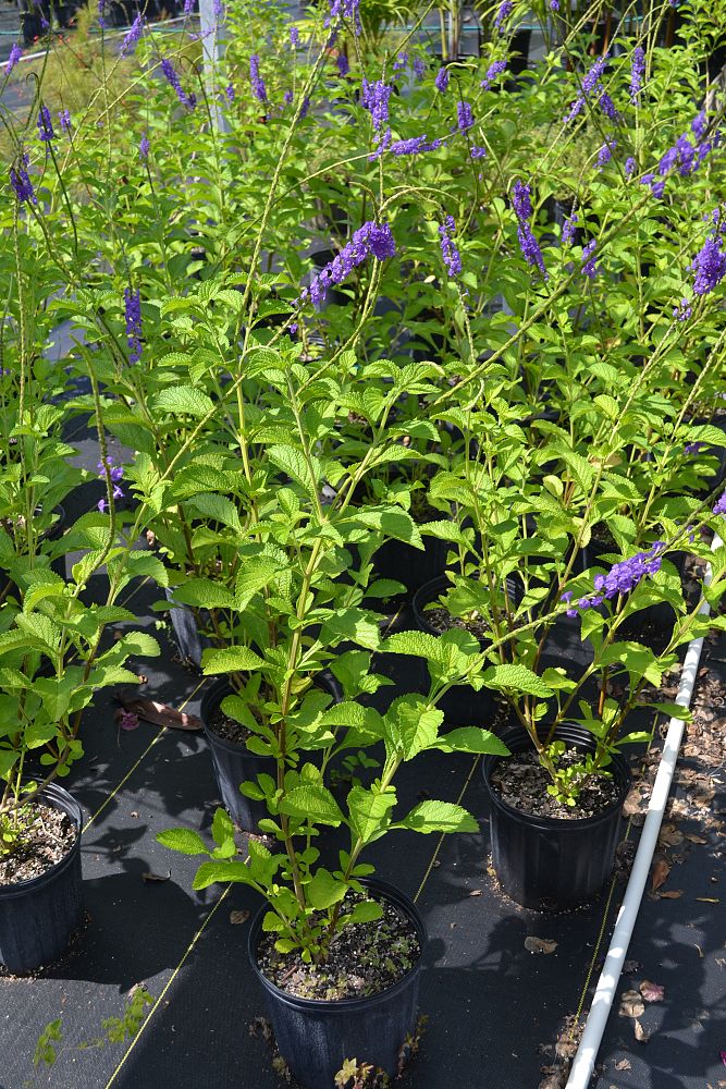 stachytarpheta-cayennensis-blue-rat-s-tail-cayenne-snakeweed-purple-porterweed-verbena-azul-blue-porterweed