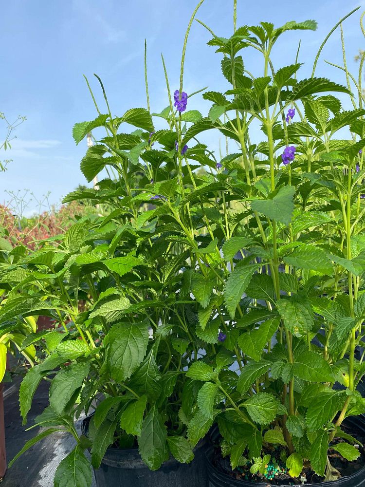 stachytarpheta-cayennensis-blue-rat-s-tail-cayenne-snakeweed-purple-porterweed-verbena-azul-blue-porterweed