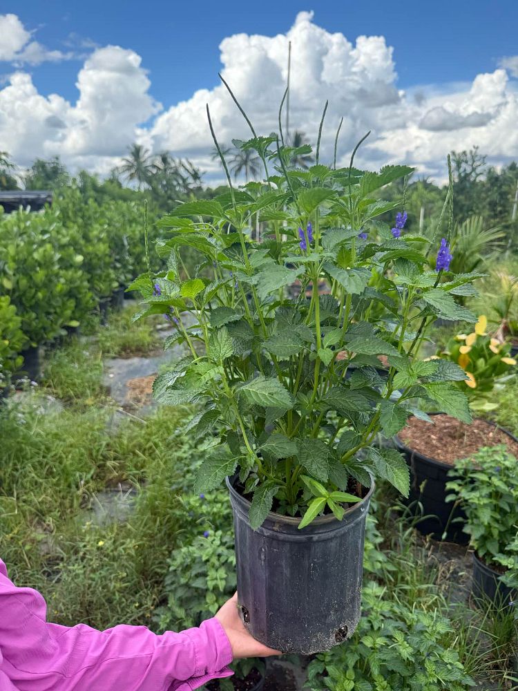 stachytarpheta-cayennensis-blue-rat-s-tail-cayenne-snakeweed-purple-porterweed-verbena-azul-blue-porterweed