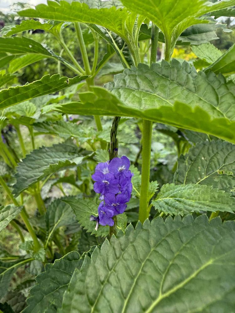 stachytarpheta-cayennensis-blue-rat-s-tail-cayenne-snakeweed-purple-porterweed-verbena-azul-blue-porterweed