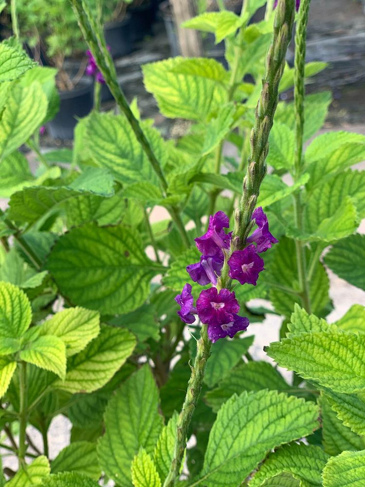 stachytarpheta-frantzii-purple-porterweed