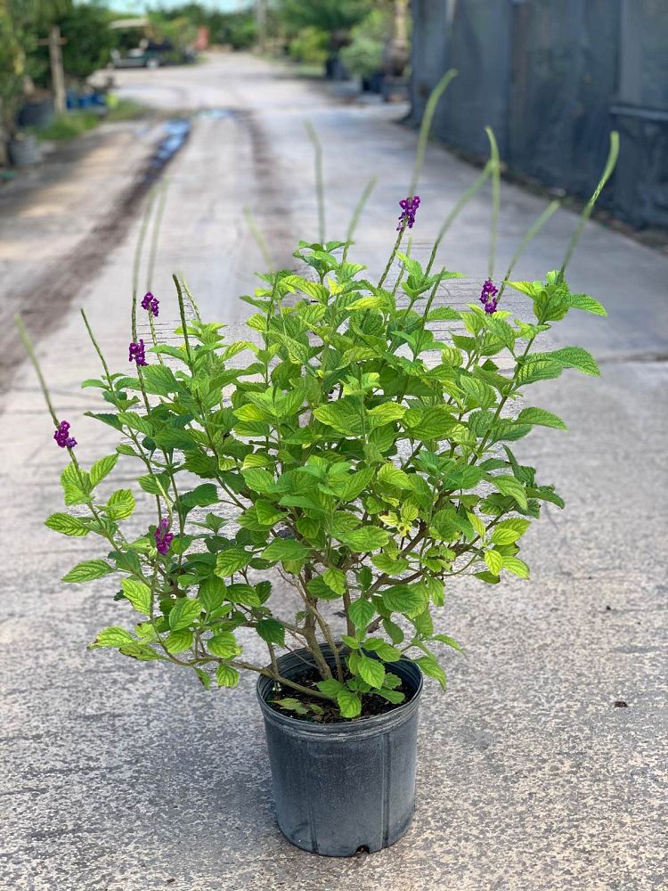 stachytarpheta-frantzii-purple-porterweed