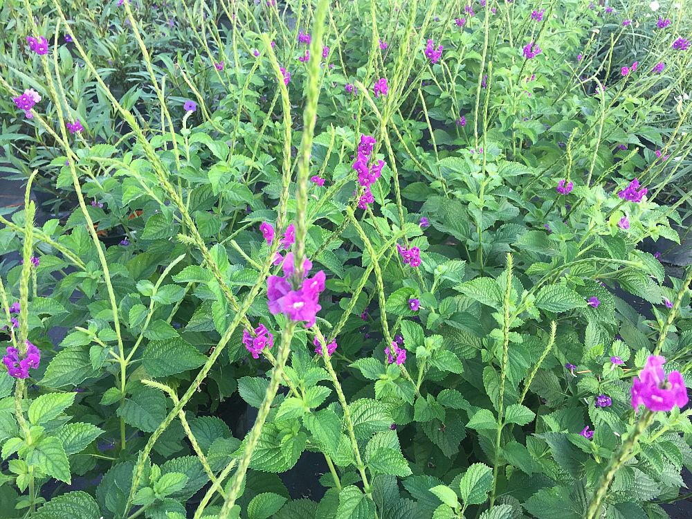 stachytarpheta-frantzii-purple-porterweed