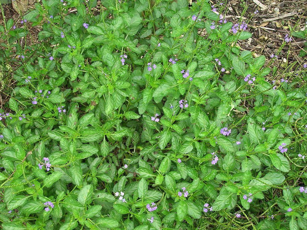 stachytarpheta-jamaicensis-florida-native-porterweed