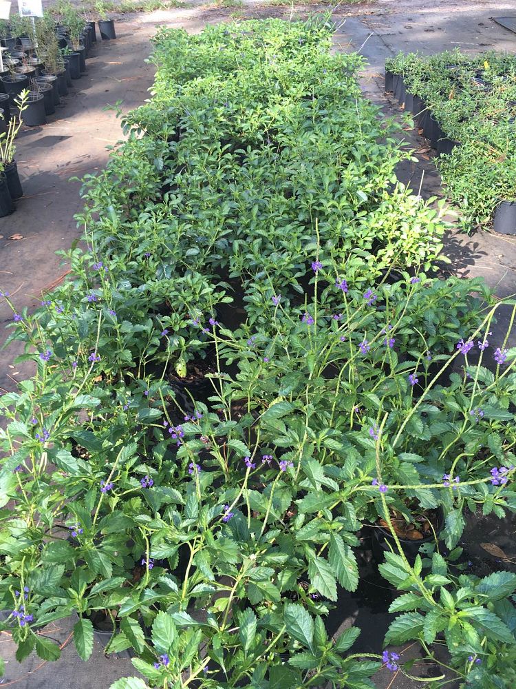 stachytarpheta-jamaicensis-florida-native-porterweed