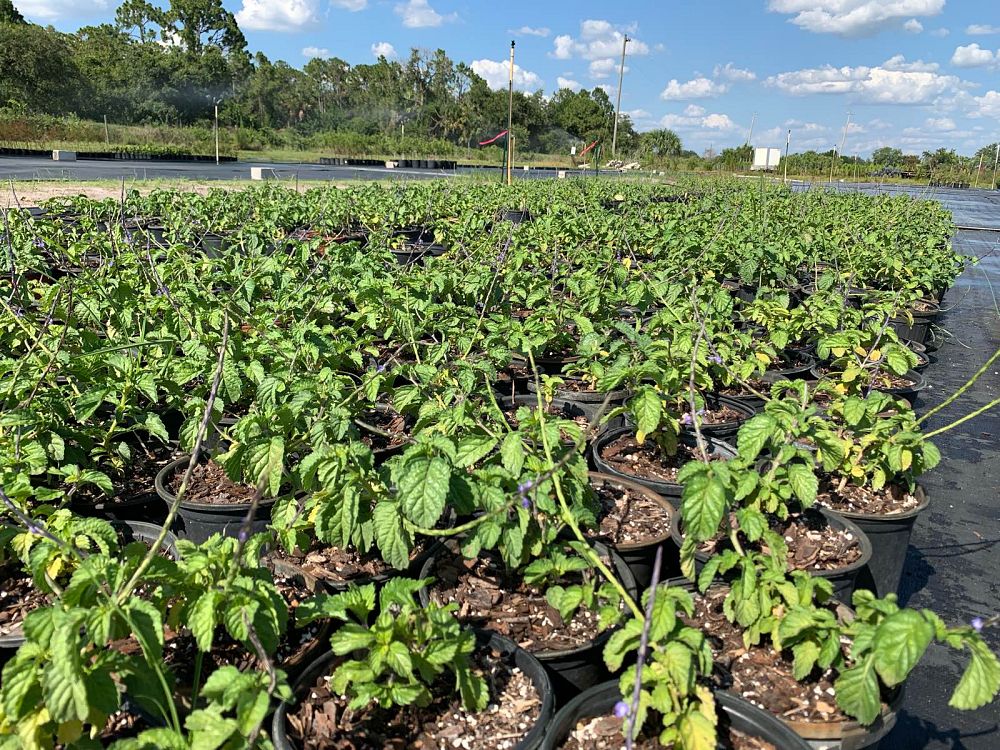 stachytarpheta-jamaicensis-florida-native-porterweed