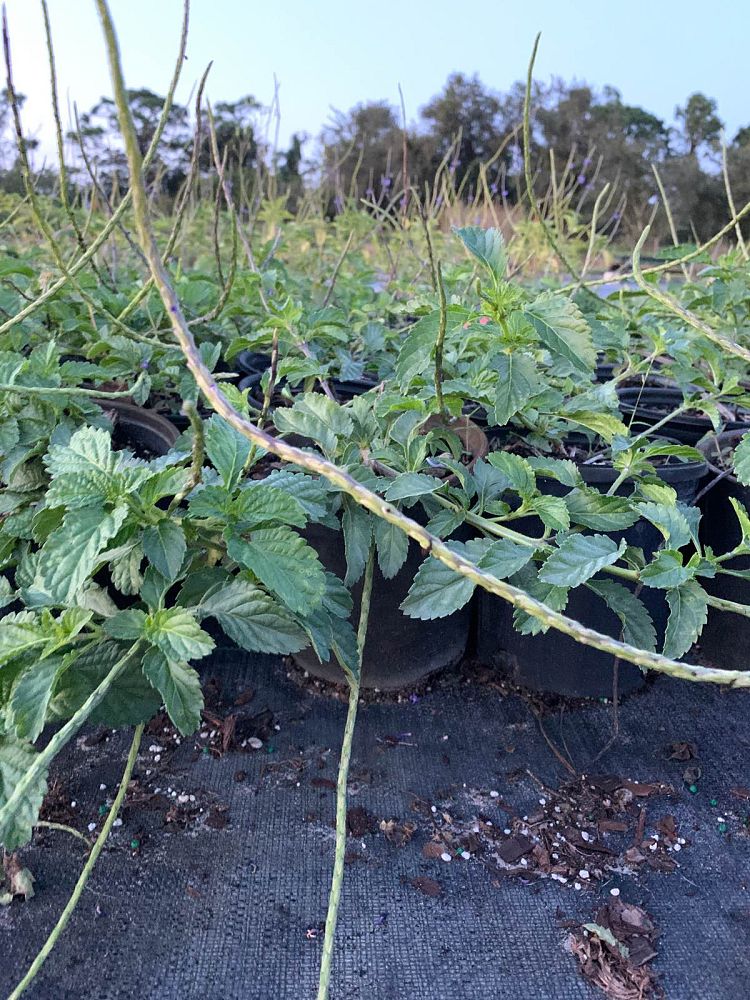 stachytarpheta-jamaicensis-florida-native-porterweed