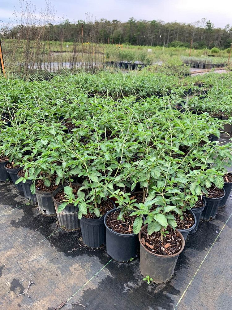 stachytarpheta-jamaicensis-florida-native-porterweed