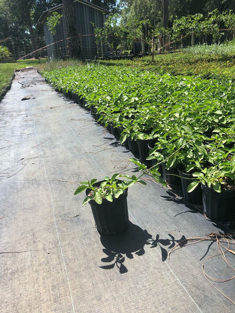 stachytarpheta-jamaicensis-florida-native-porterweed