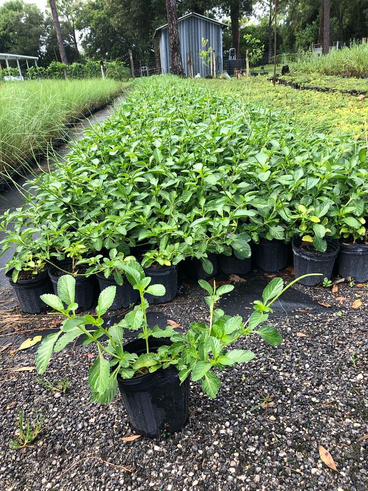stachytarpheta-jamaicensis-florida-native-porterweed