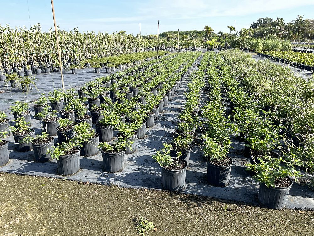 stachytarpheta-jamaicensis-florida-native-porterweed