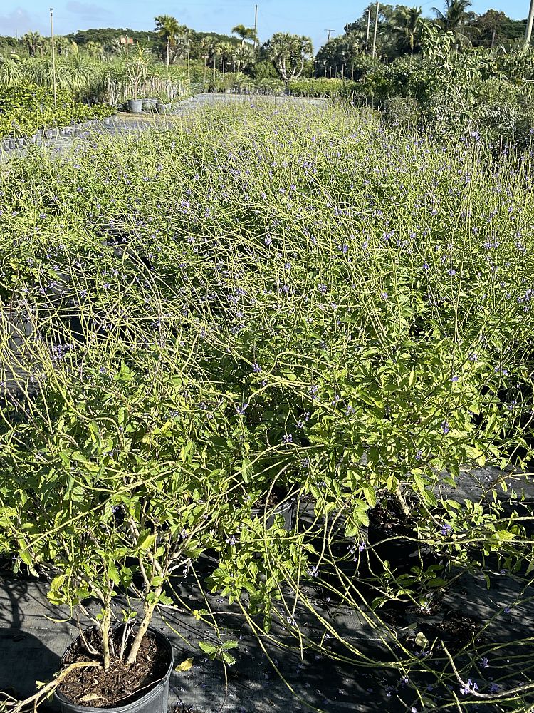 stachytarpheta-jamaicensis-florida-native-porterweed