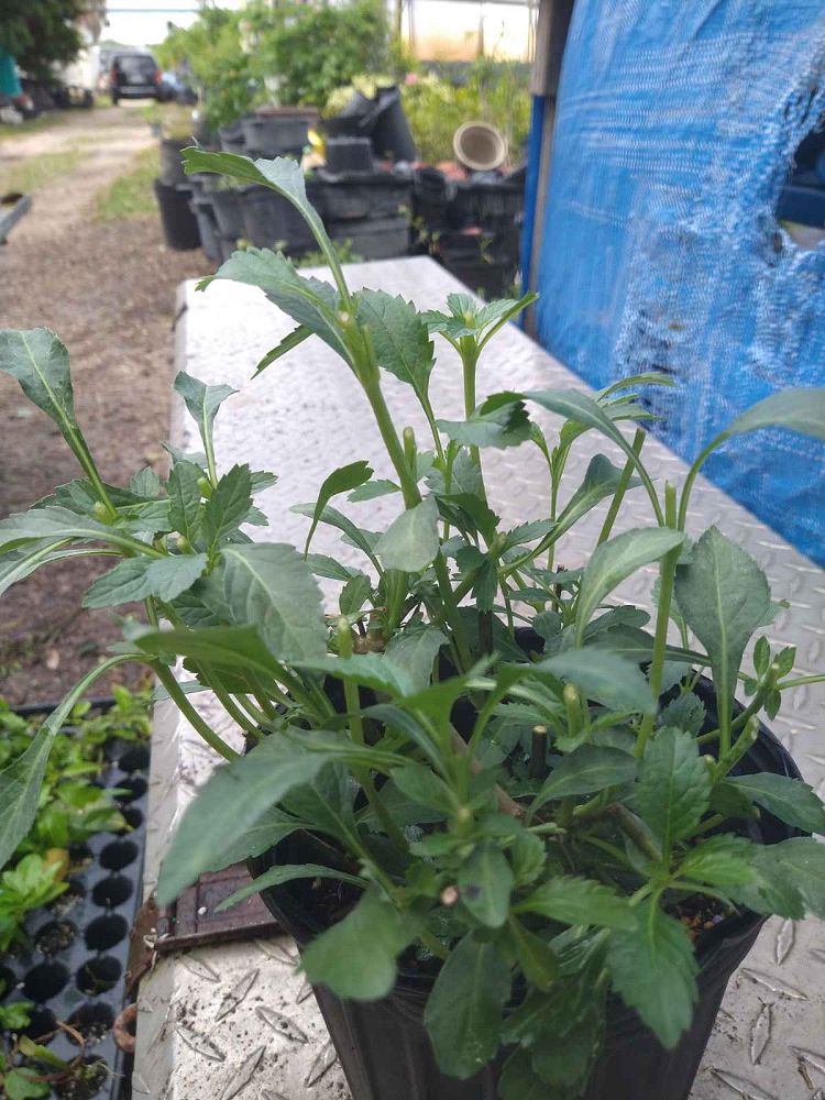 stachytarpheta-jamaicensis-florida-native-porterweed
