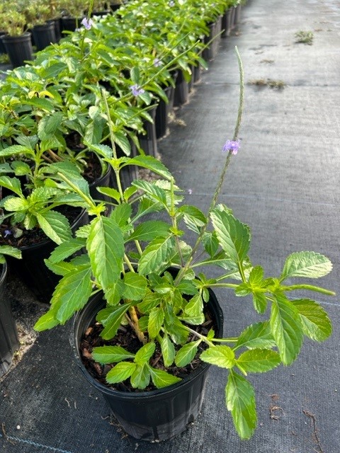 stachytarpheta-jamaicensis-florida-native-porterweed