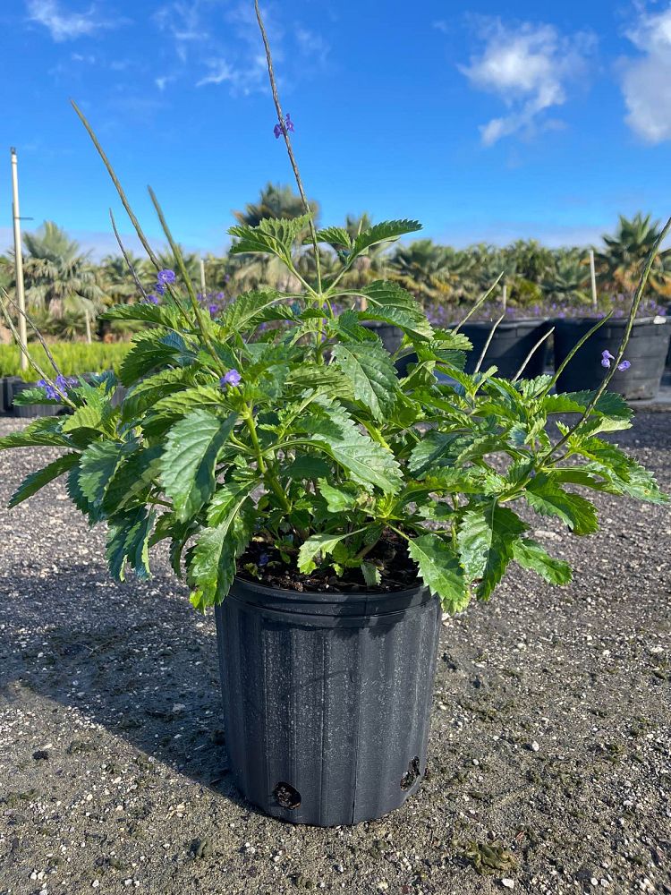 stachytarpheta-jamaicensis-florida-native-porterweed