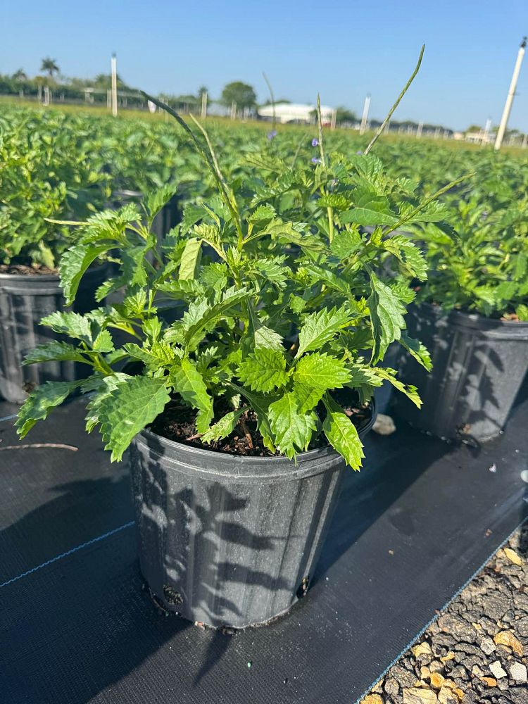 stachytarpheta-jamaicensis-florida-native-porterweed
