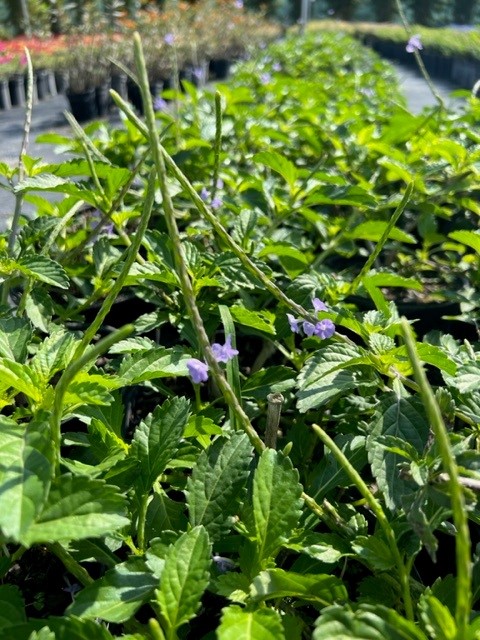 stachytarpheta-jamaicensis-florida-native-porterweed