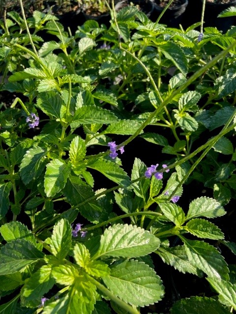 stachytarpheta-jamaicensis-florida-native-porterweed